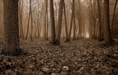 autumn.jpg