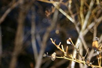 IMG_4240.JPG