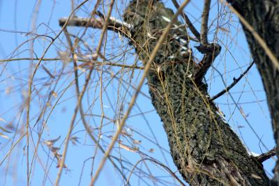 IMG_4330 copy.jpg