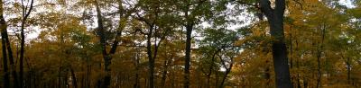 Morton Arboretum (Autumn 2005)