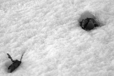 Winter - B & W