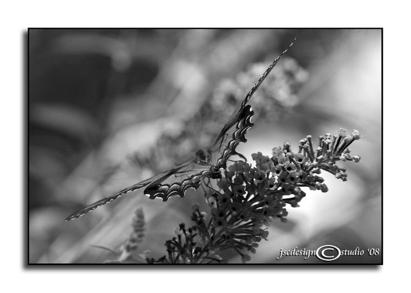 Perch<br>Achromatic August<br>August 3