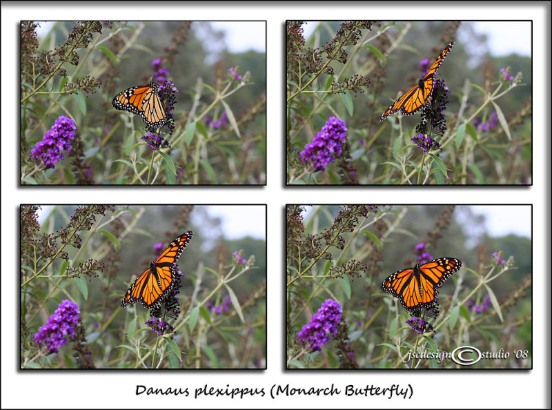 Danaus plexippus<br><i>Monarch Butterfly</i>