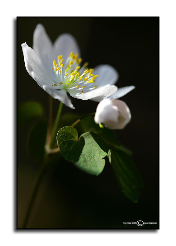 Thalictrun thalictroides