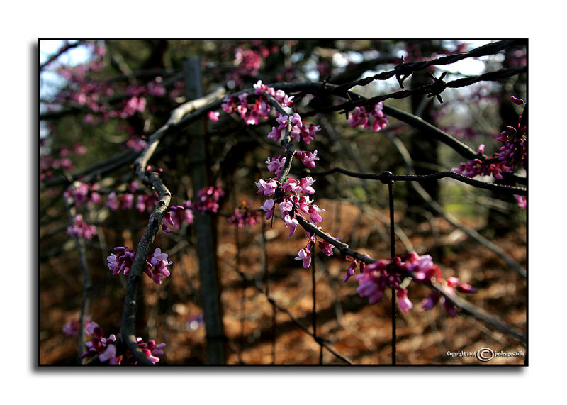 On the Fence