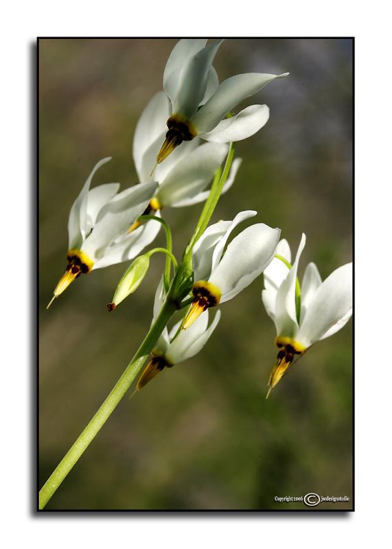 Dodecatheon meadia
