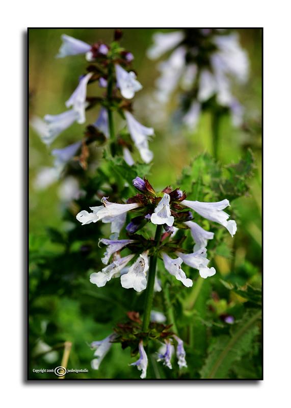 Salvia lyrata<p>April 19