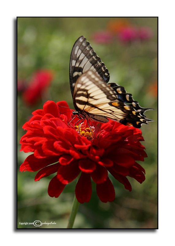 Zinnias & Swallowtail<p>September 7
