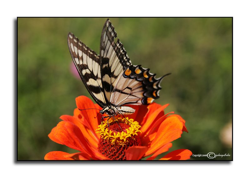 Zinnias & Swallowtail II