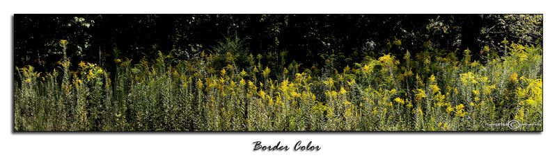 Border Color<p>September 16