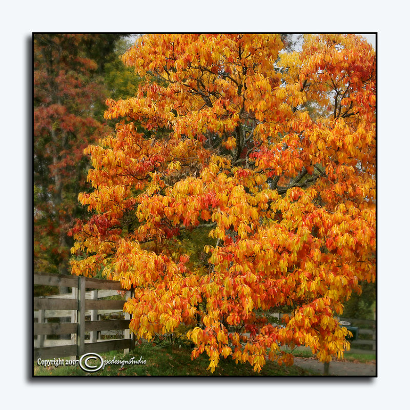 Sassafras albidum