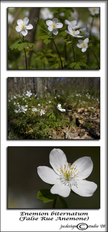 Enemion biternatum<br>(<i>False Rue Anemone</i>)