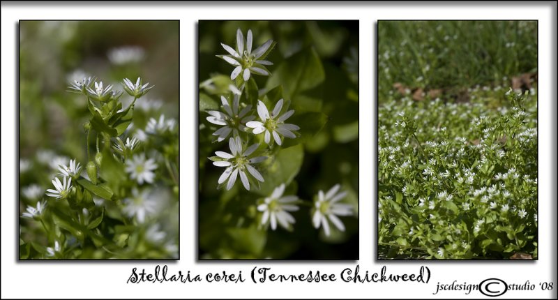 Stellaria corei<br>(<i>Tennessee Chickweed</i>)<br>April 7