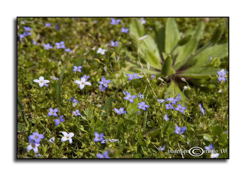 Hedyotis caerrulea<br>(<i>Quaker Ladies</i>)