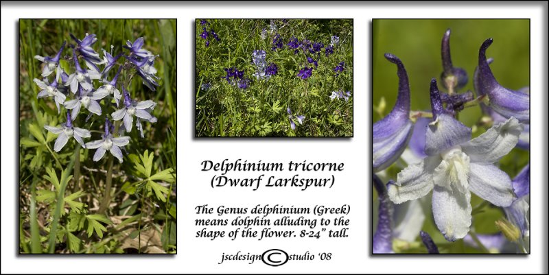 Delphinium tricorne<br>(<i>Dwarf Larkspur</i>)<br>April 15