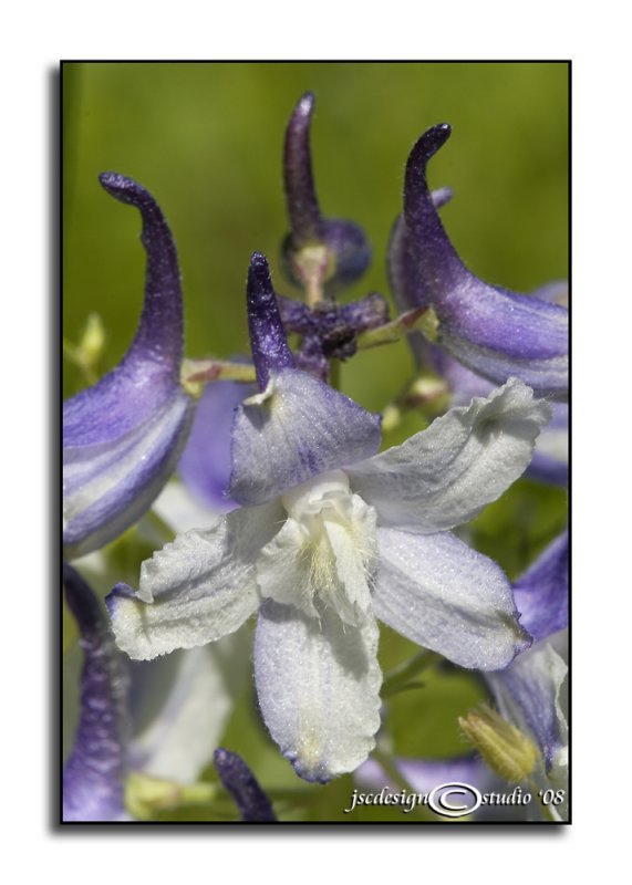 Delphinium tricorne<br>(<i>Dwarf Larkspur</i>)