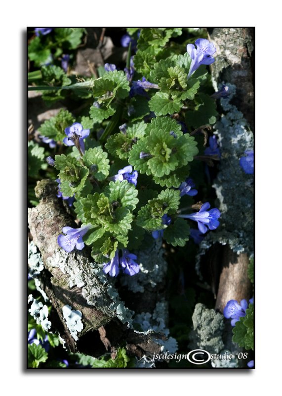Glechoma hederacea<br>(<i>Ground Ivy</i>)