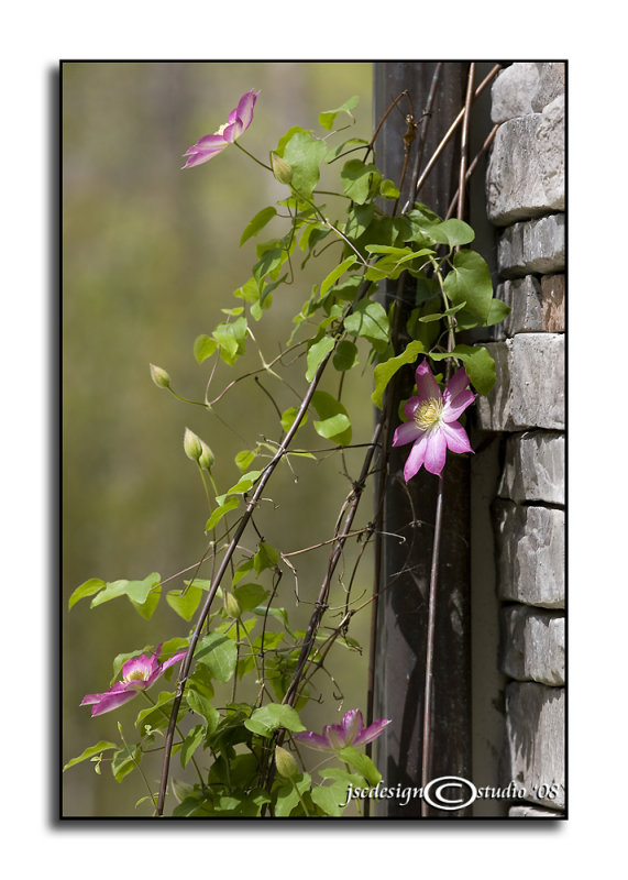 Climatis