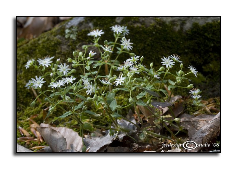 Stellaria pubera<br>(<i>Giant Chickweed</i>)