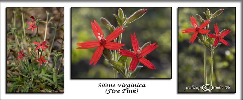 Sirene virginica<br>(<i>Fire Pink</i>)<br>April 21