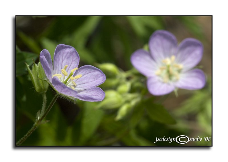 Geranium maculatum<br>(<i>Wild Geranium</i>)