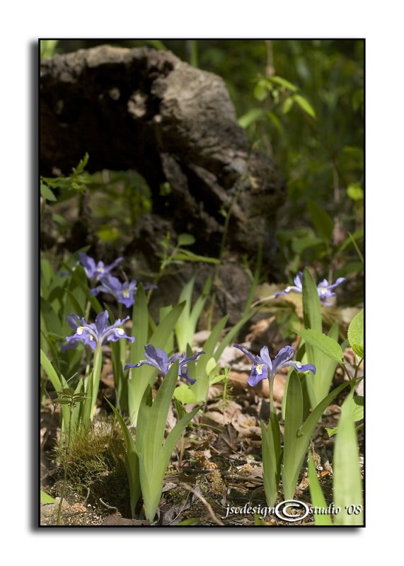 Iris cristata<br>(<i>Dwarf Crested Iris</i>)