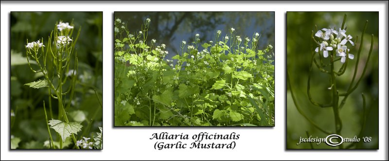 Alliaria officinalis<br>(<i>Garlic Mustard</i>)<br>April 28