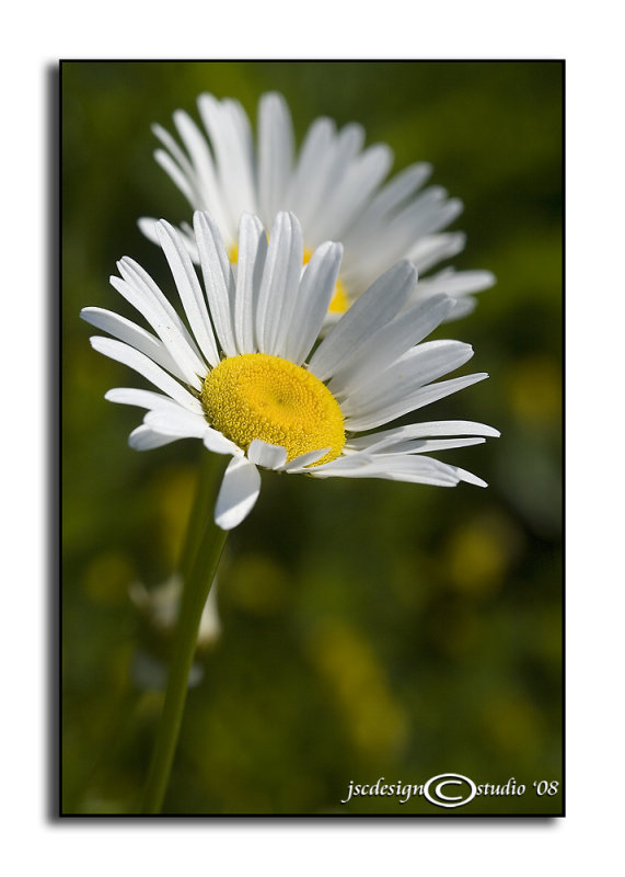 Mums (Ox-Eye) the Word