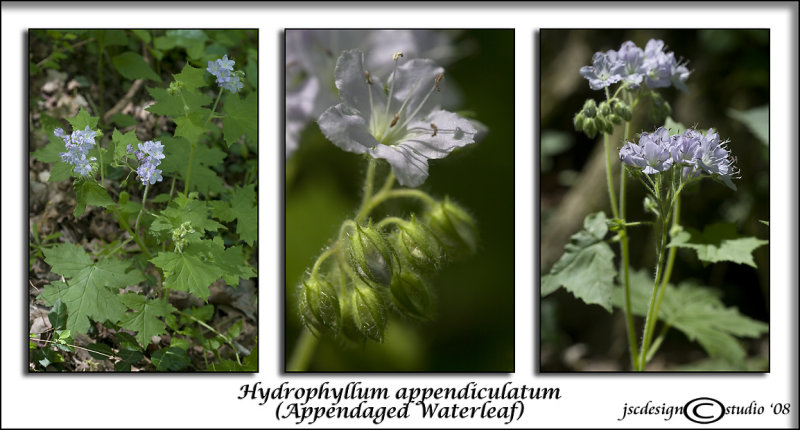 Hydrophyllum appendiculatum<br>(<i>Appendaged Waterleaf</i>)
