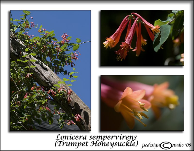 Lonicera sempervirens<br>(<i>Trumpet Honeysuckle</i>)