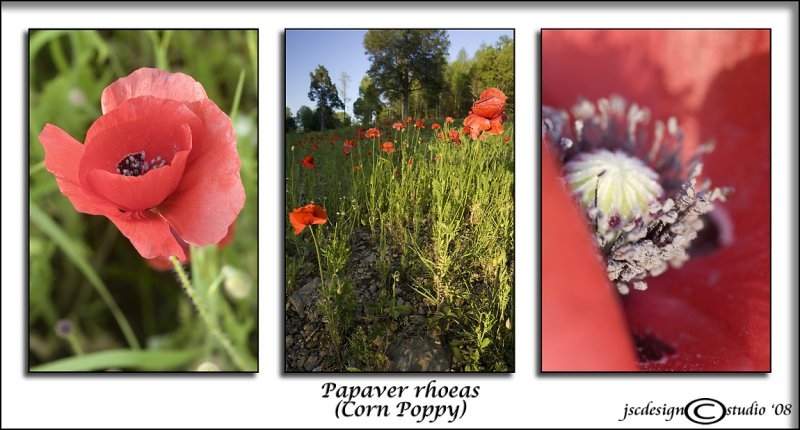 Papaver rhoeas<br>(<i>Corn Poppy</i>)