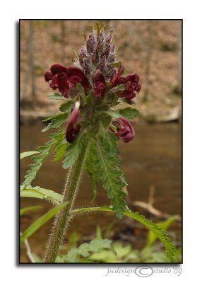 Pedicularis canadensis(Wood Betony orForest Lousewort)