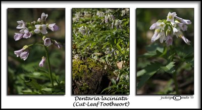 86Dentaria laciniataCut-Leaf Toothwort