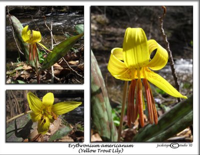 91Erythronium americanum