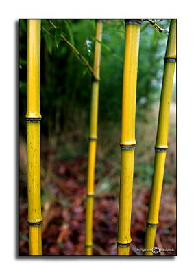 Bamboo January 18