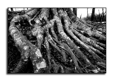 Well Rooted