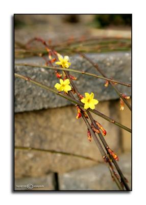 Winter Jasmine March 1