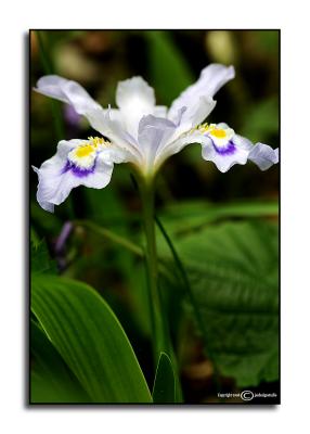 Dwarf Crested Iris<p>April 15