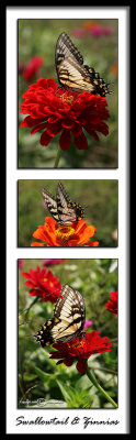 Swallowtail & Zinnias