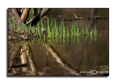 Typha latifolia