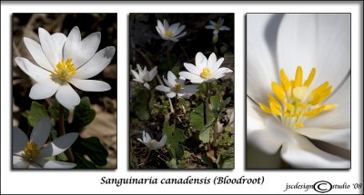 Sanguinaria canadensis(Bloodroot)March 25
