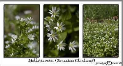 Stellaria corei(Tennessee Chickweed)April 7