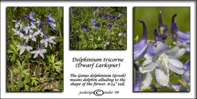 Delphinium tricorne(Dwarf Larkspur)April 15