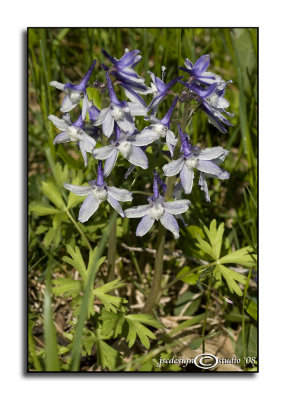 Delphinium tricorne(Dwarf Larkspur)