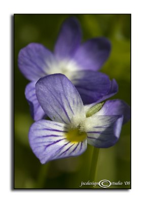 Viola rafinesquii(Field Pansy)April 16