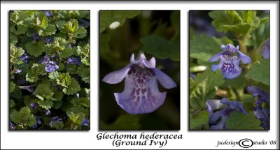 Glechoma hederacea<br>(<i>Ground Ivy</i>)