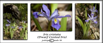 Iris cristata(Dwarf Crested Iris)April 25