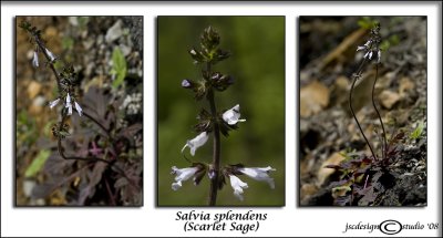 Salvia splendens(Scarlet Sage)April 26