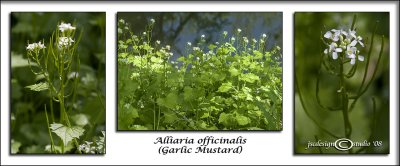 Alliaria officinalis(Garlic Mustard)April 28