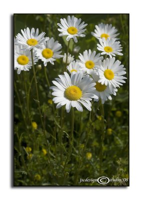 Chrysanthemum leucanthemum(Ox-Eye Daisy)